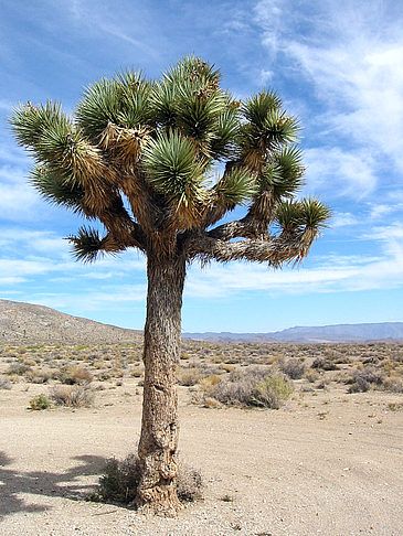 Fotos Lone Pine - Panamint Springs